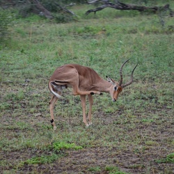 2015-05 South Africa/iMfolozi/DSC_0164.JPG